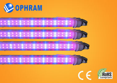50Hz/60Hz 230V/240V 完全なスペクトルは LED 野菜のためのライトを育てます