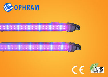 50Hz/60Hz 230V/240V 完全なスペクトルは LED 野菜のためのライトを育てます