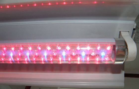 G13 LED の植物は赤いライトおよび農業の温室のための青い 水耕 育てます