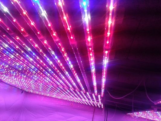 G13 LED の植物は赤いライトおよび農業の温室のための青い 水耕 育てます